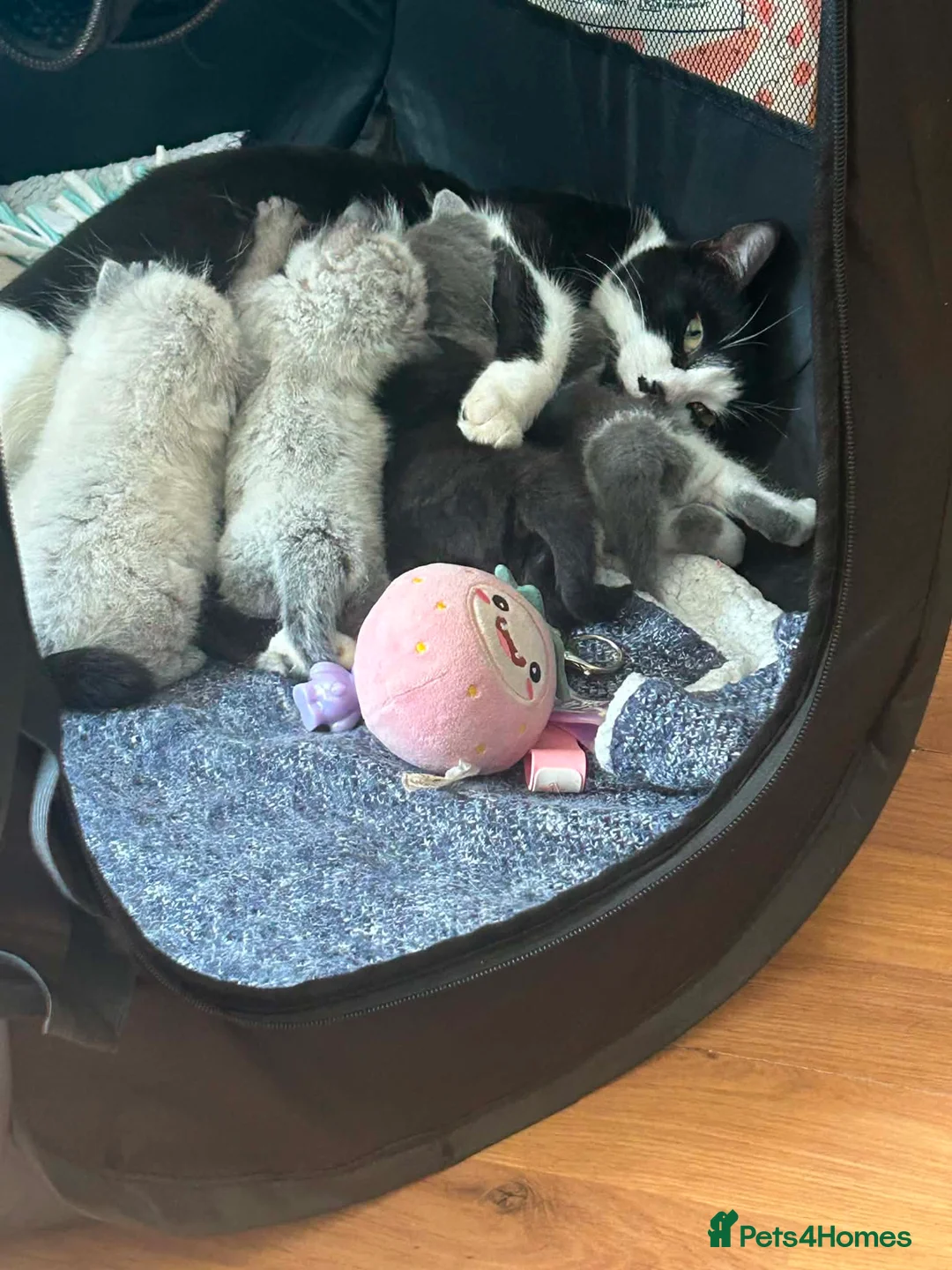Mixed Breed cats for sale: Female kitten  - Advert 2