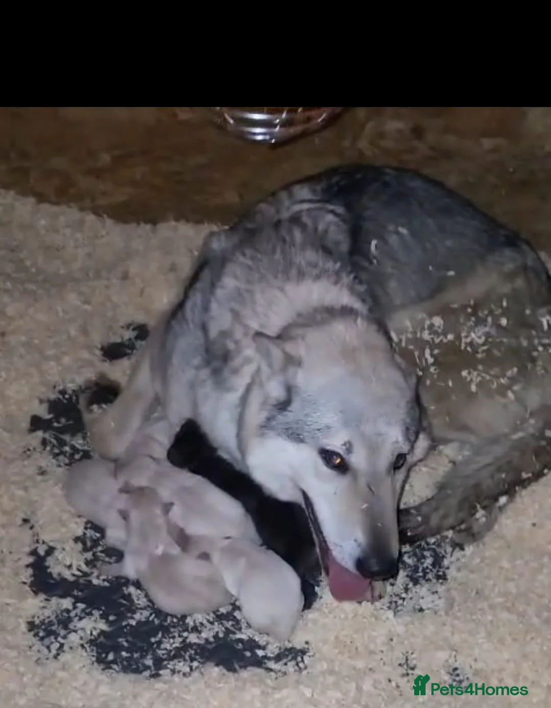 Golden Shepherd dogs for sale: Golden retriever cross German Shepherd puppies - Advert 22