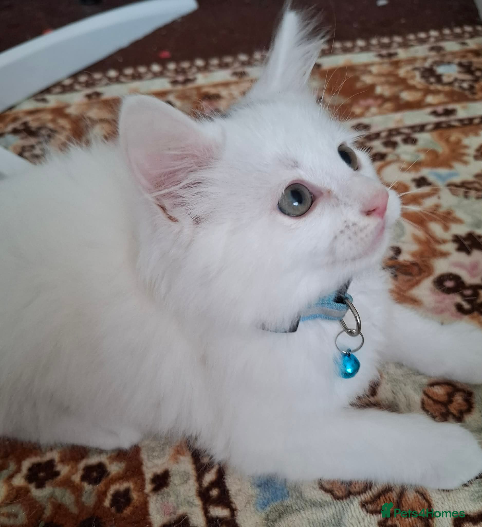Mixed Breed cats for sale: 3 White Boy Kittens For Sale - Advert 20