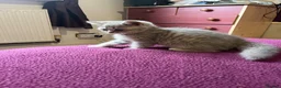 British Shorthair cats for sale: Gccf British Shorthair kittens  - Advert 15
