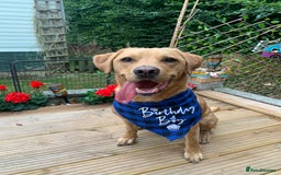 Labrador Retriever dogs for sale: My boy Lenny  - Image 2