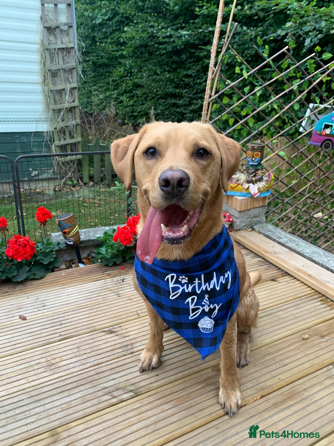 Labrador Retriever dogs for sale: My boy Lenny  - Image 2