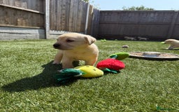 Labrador Retriever dogs for sale: ✨ Stunning chunky Labrador puppies ✨ - Image 5