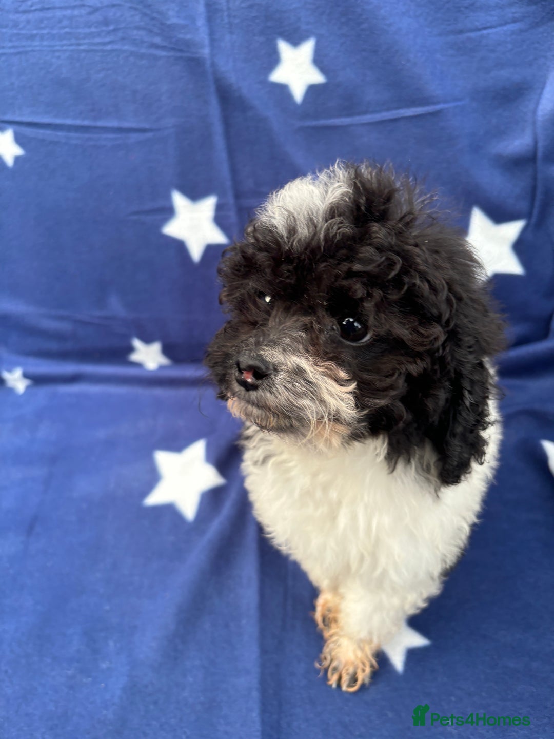 Cavapoo dogs for sale: 2 female cavapoo pups for sale 🩷 - Image 10