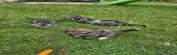 Mixed Breed cats for sale: 🐾 Beautiful Tabby Kittens Ready to Melt You Heart - Advert 9