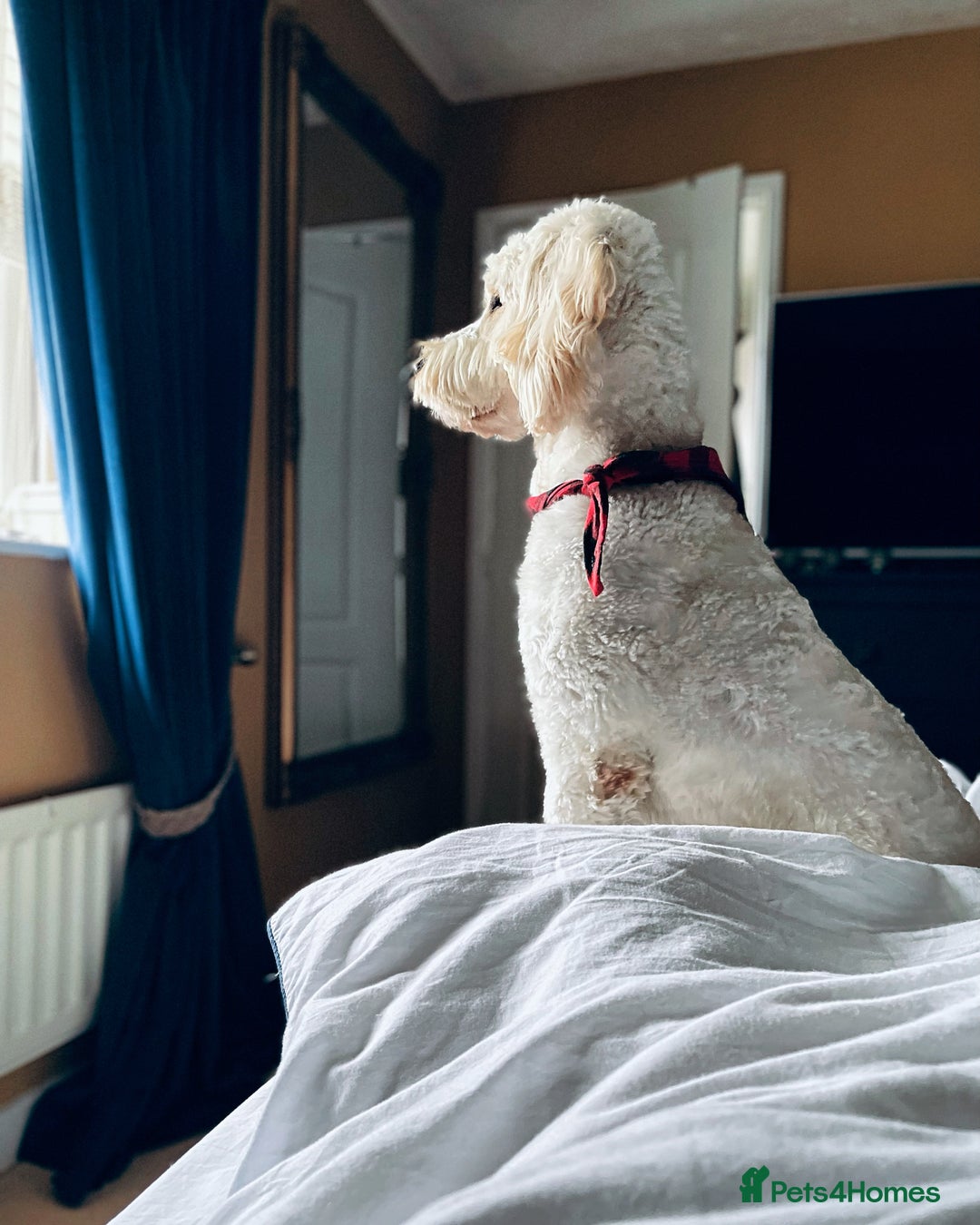 Goldendoodle dogs for stud: Beautiful golden doodle DNA tested/sperm count  in Sutton Coldfield - Image 5