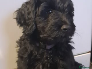Labradoodle dogs ✨⭐ Mini Labradoodles – READY NOW! 2 Girls Left ⭐✨ - Advert 5