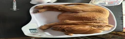 Irish Setter dogs for sale: Irish Setter Puppies in Galashiels - Advert 4