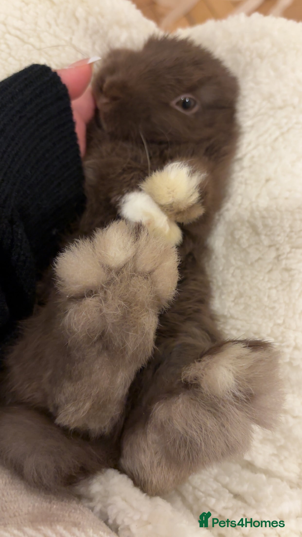 Mini Lop rabbits Mini lop brown colour - Advert 1