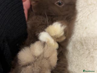 Mini Lop rabbits Mini lop brown colour - Advert 1