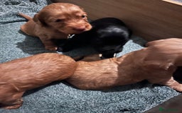 Sprocker dogs for sale: Stunning sprocker spaniel pups  - Image 1