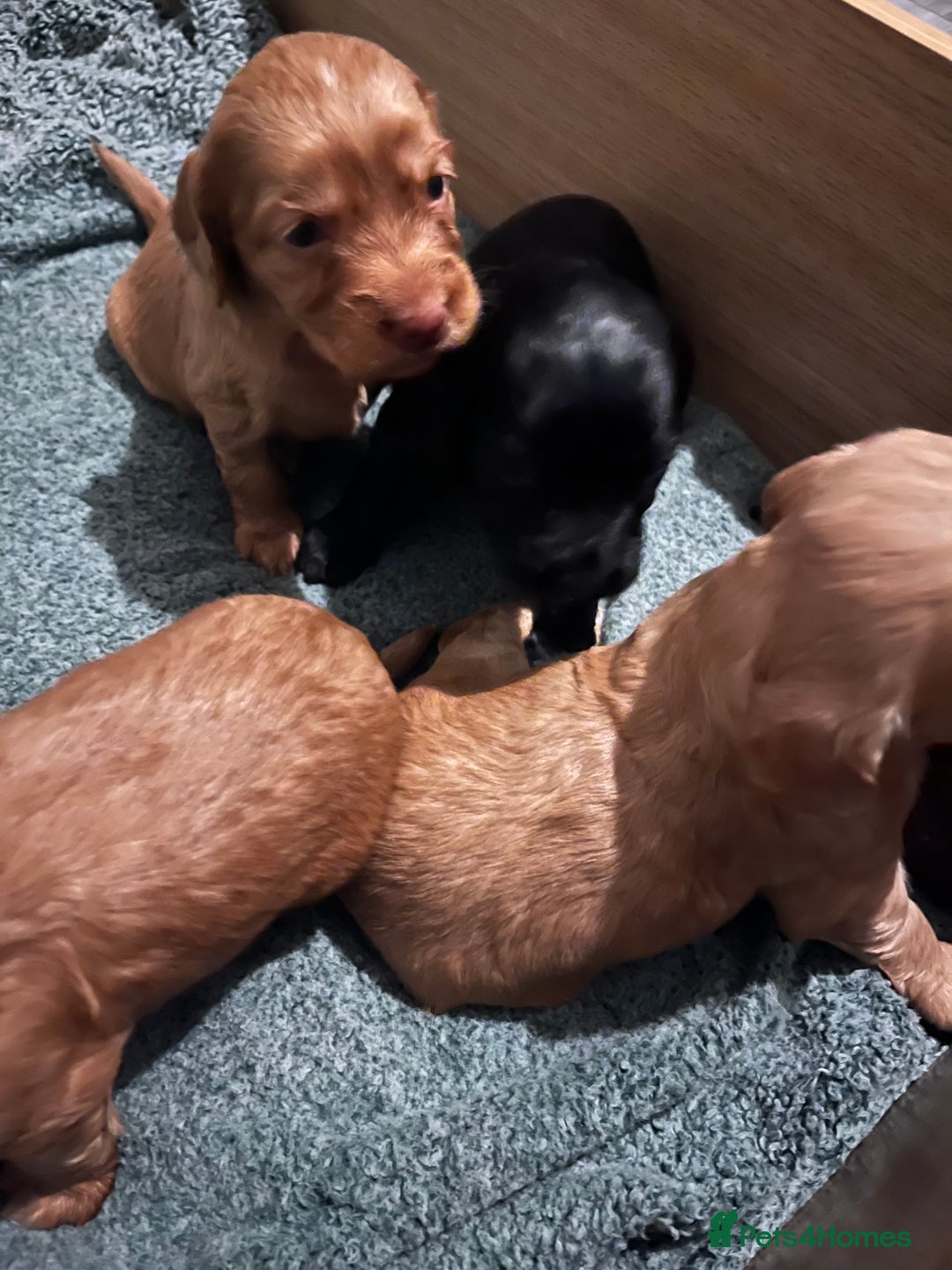 Sprocker dogs for sale: Stunning sprocker spaniel pups  - Image 1