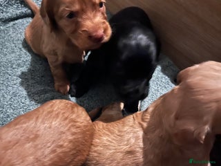 Sprocker dogs - Advert 6