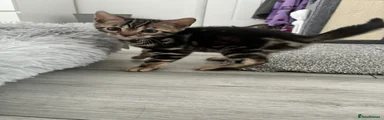 Bengal 2