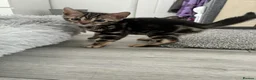 Bengal cats for sale: Bengal babies  in Boston - Advert 5