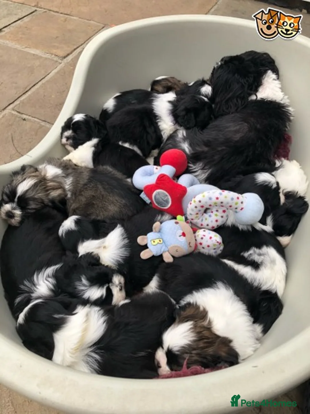 Shih Tzu dogs for stud: Memphis Shihtzu Stud + Free Scan in Ely - Advert 6