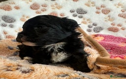 Maltipoo dogs for sale: F1 Toy Maltipoos - Image 29