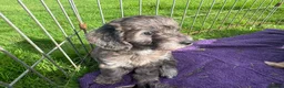 Doxiepoo dogs for sale: Doxiepoo girl just turned 8 weeks  - Advert 16