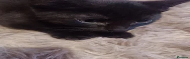 Black kittens 