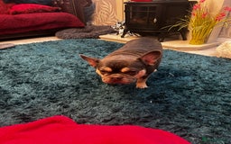 French Bulldog dogs for sale: French bulldog  - Image 1