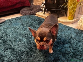 French Bulldog dogs - Advert 17