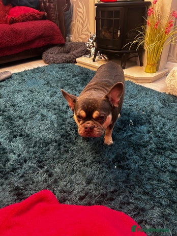French Bulldog dogs - Advert 8