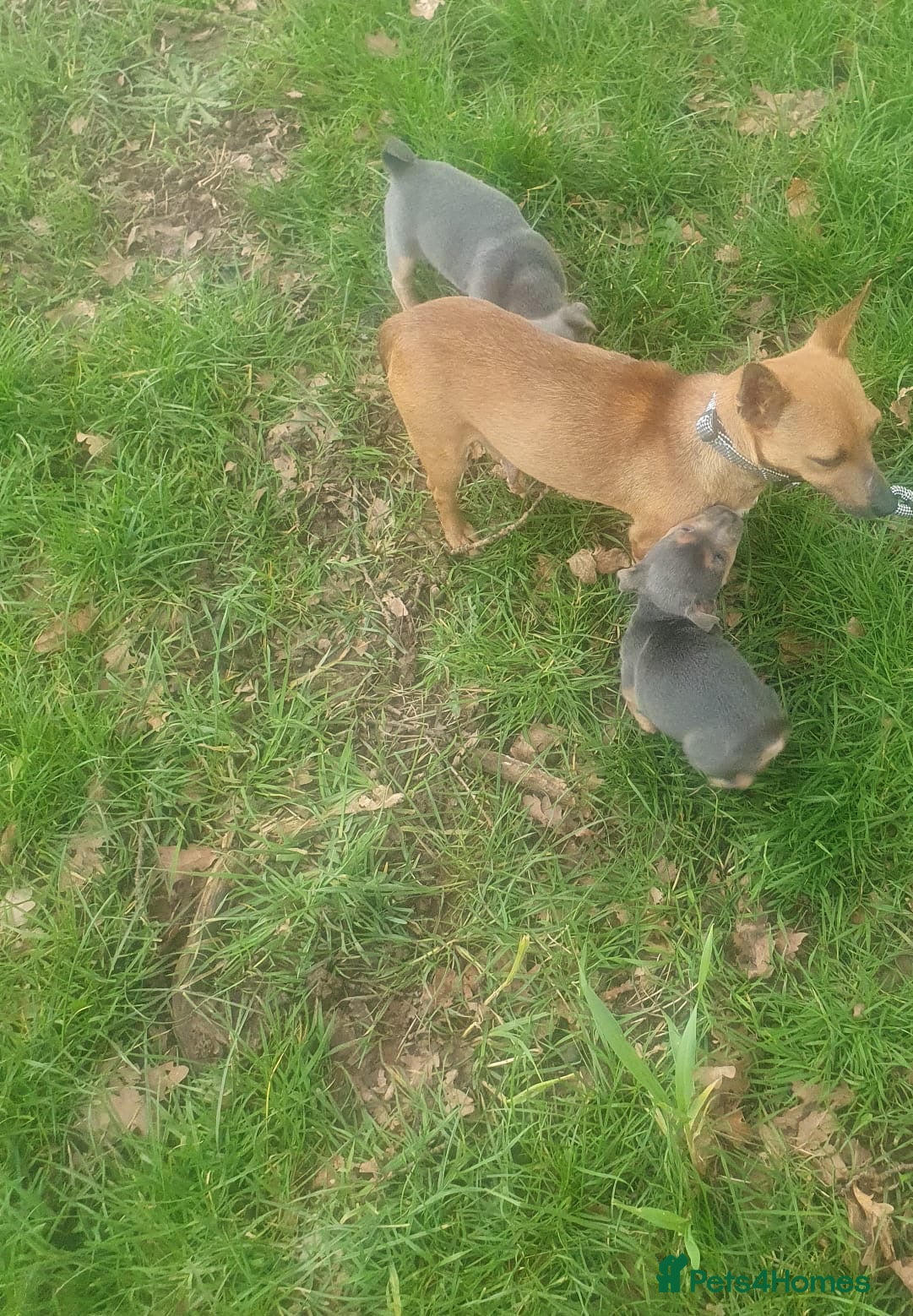 Jack Russell dogs Beautiful Jack Russell puppy’s  in Kidderminster - Advert 2