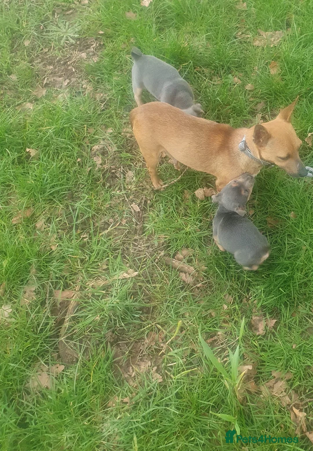 Jack Russell dogs for sale: Beautiful Jack Russell puppy’s  in Kidderminster - Advert 1