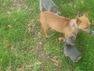 Jack Russell dogs Beautiful Jack Russell puppy’s in Kidderminster - Advert 2