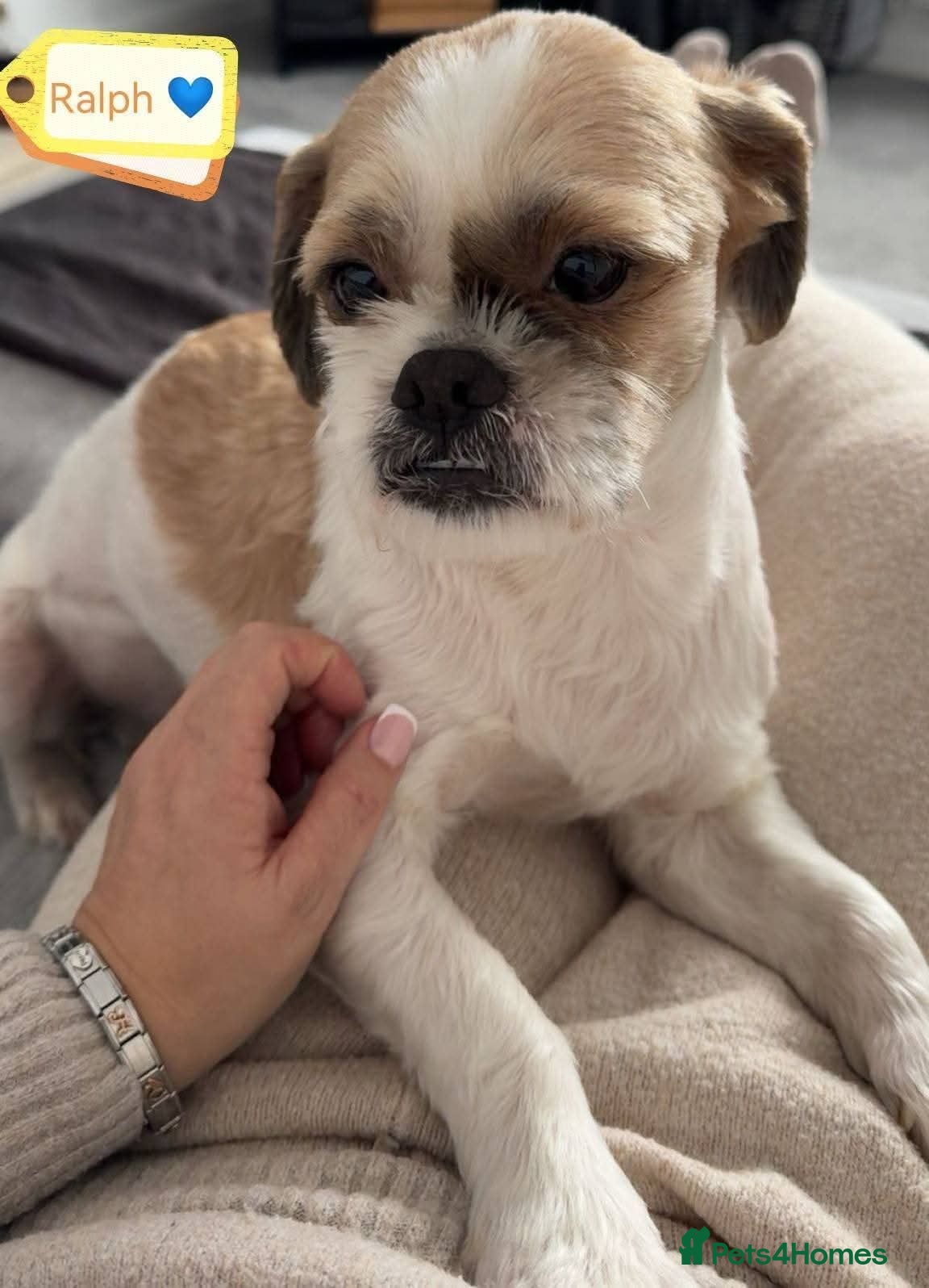 Shih Tzu dogs 💙🐶 RALPH – ALL HE ASKS IS UNDERSTANDING - Advert 6