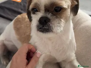 Shih Tzu dogs 💙🐶 RALPH – ALL HE ASKS IS UNDERSTANDING - Advert 6