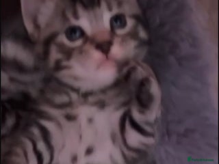 Russian Blue cats 1 beautiful silver grey tabby boy left - Advert 6