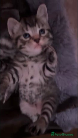 Russian Blue cats 1 beautiful silver grey tabby boy left - Advert 3