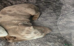 Dachshund dogs for sale: Beautiful Dachshund Puppies - Image 15