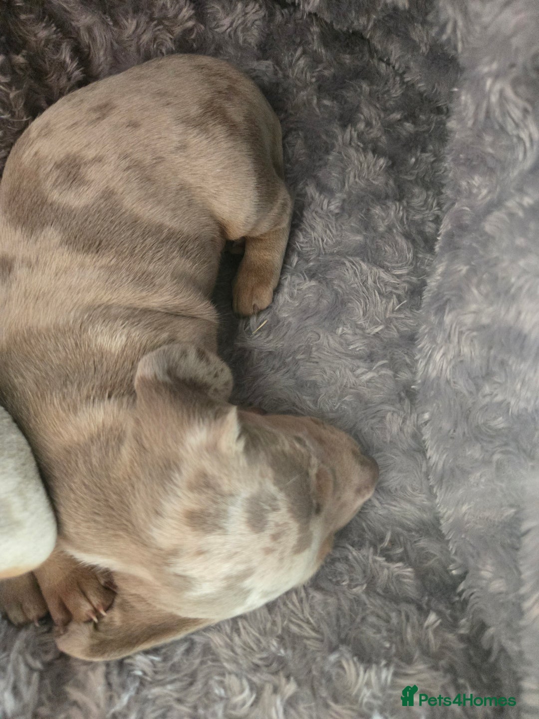 Dachshund dogs for sale: Beautiful Dachshund Puppies - Image 15