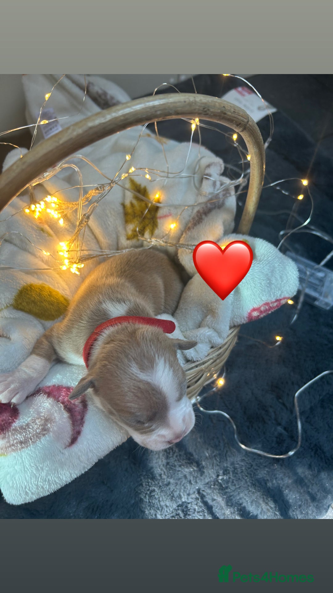 Olde English Bulldogge dogs for sale: STUNNING NEBBR OLDE ENGLISH BULLDOGGE PUPPIES in Epping - Image 16