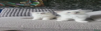 Ragdoll 4