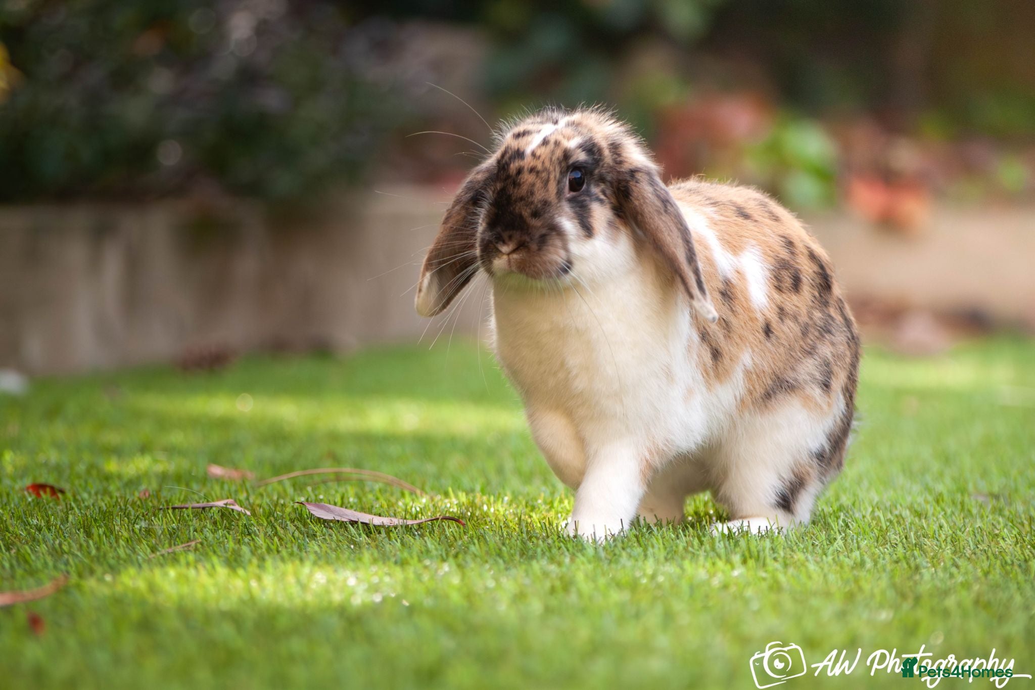 Mini Lop rabbits Riley - Advert 1