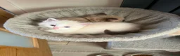 Ragdoll cats for sale: Ragdoll kittens  in Blackburn - Advert 9