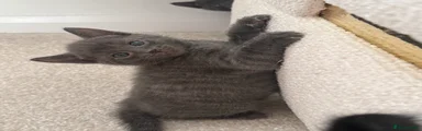 Russian Blue 3