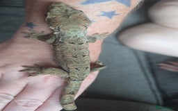 Gecko reptiles for sale: Breeding pair chahoua gecko  - Image 8