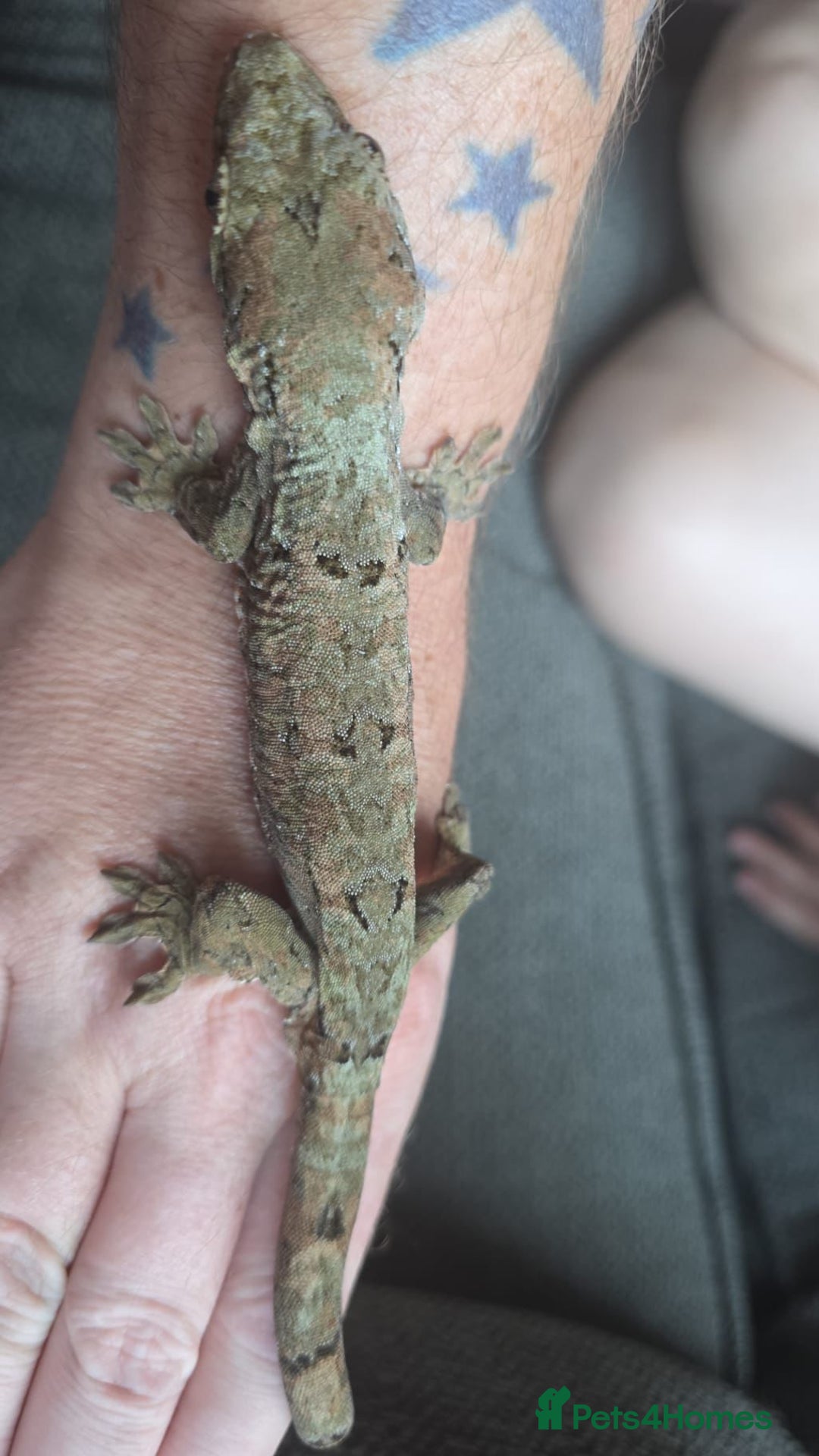 Gecko reptiles for sale: Breeding pair chahoua gecko  - Image 8