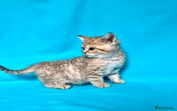 British Shorthair cats for sale: 🐾Purebred BSH kittens🐾 - Image 17
