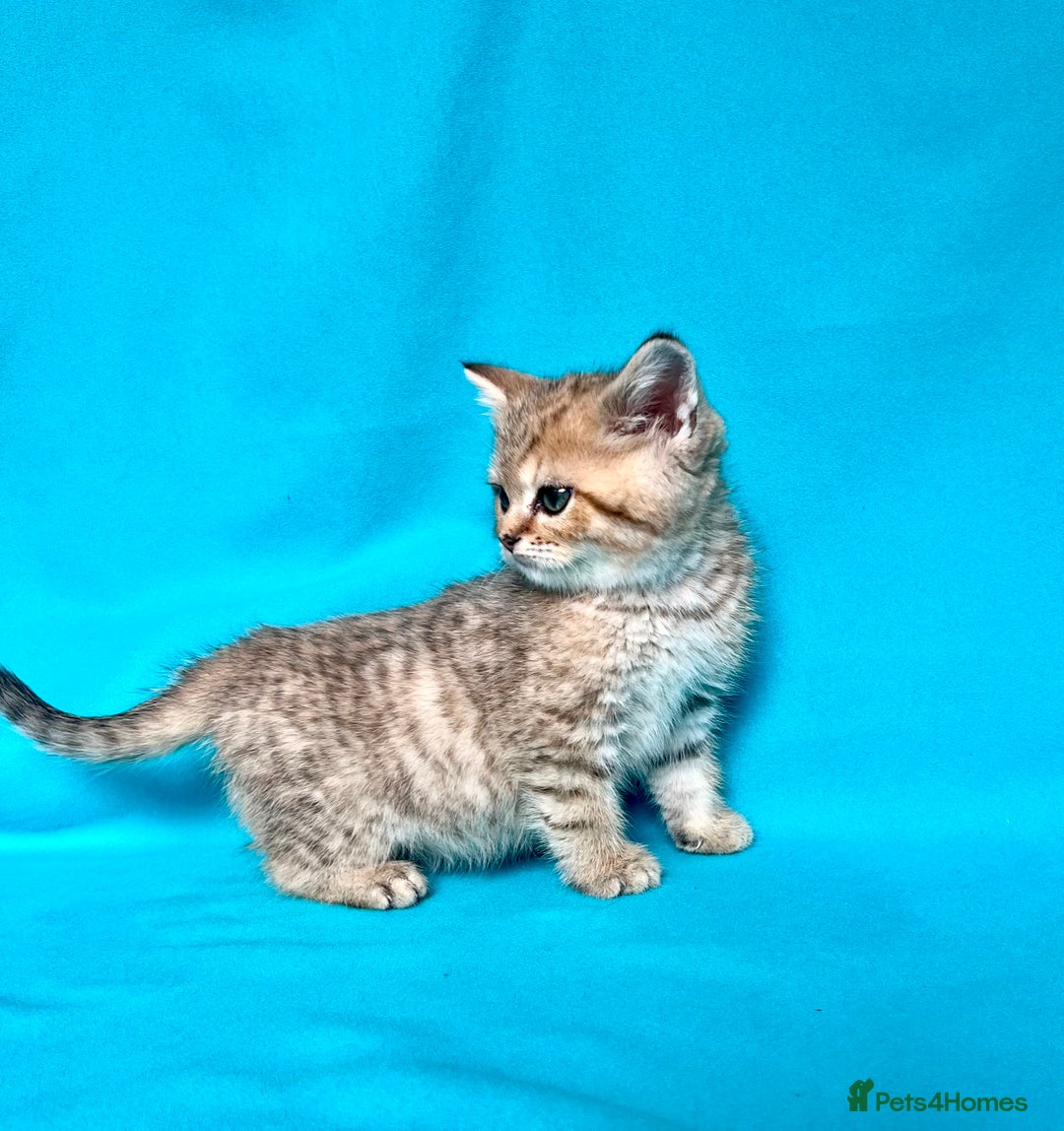 British Shorthair cats for sale: 🐾Purebred BSH kittens🐾 - Image 17