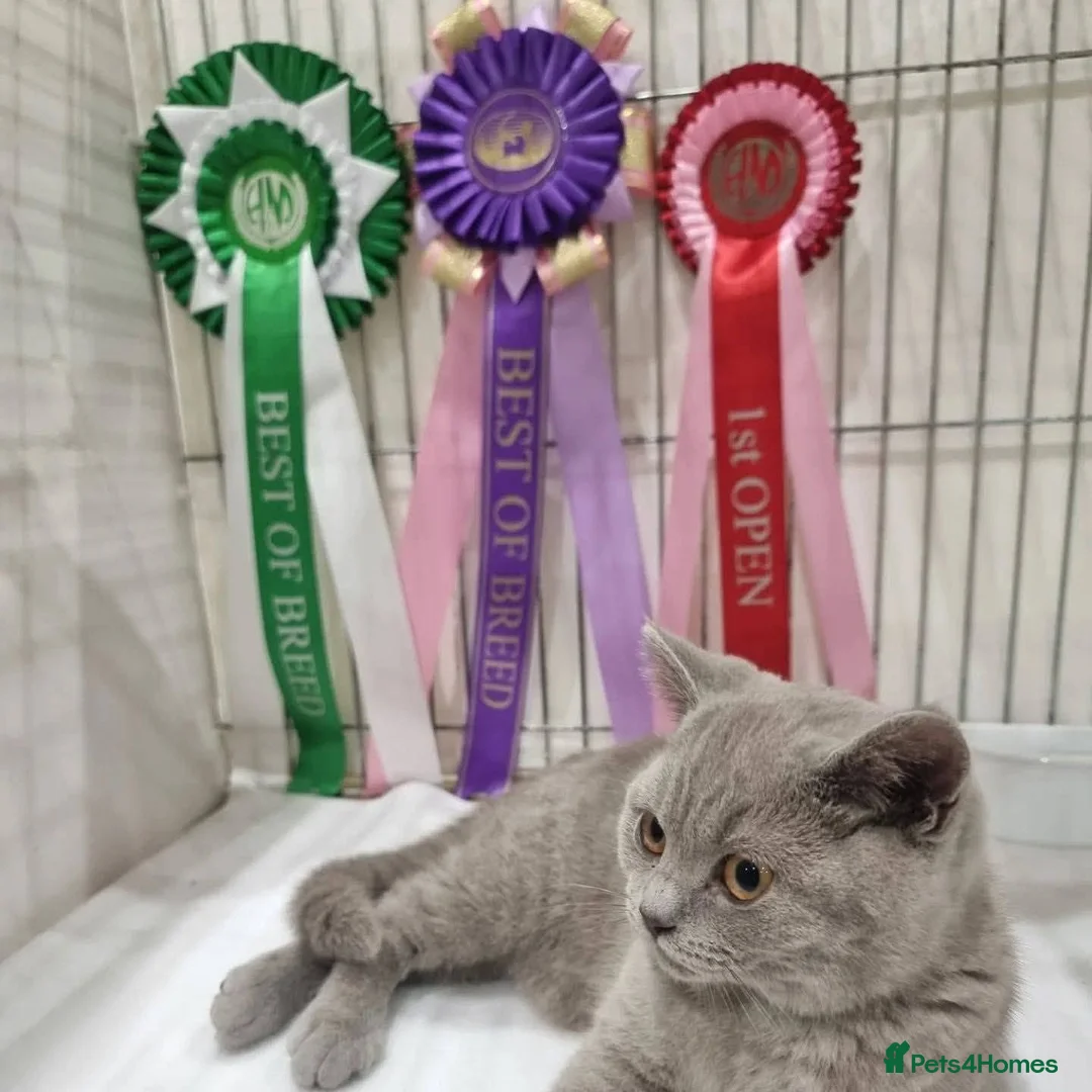 British Shorthair cats for sale: Lilac British shorthair champion queen GCCF Active - Advert 2