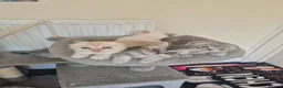 Scottish Fold cats for sale: Scottish Fold/ Straight kittens  - Advert 8