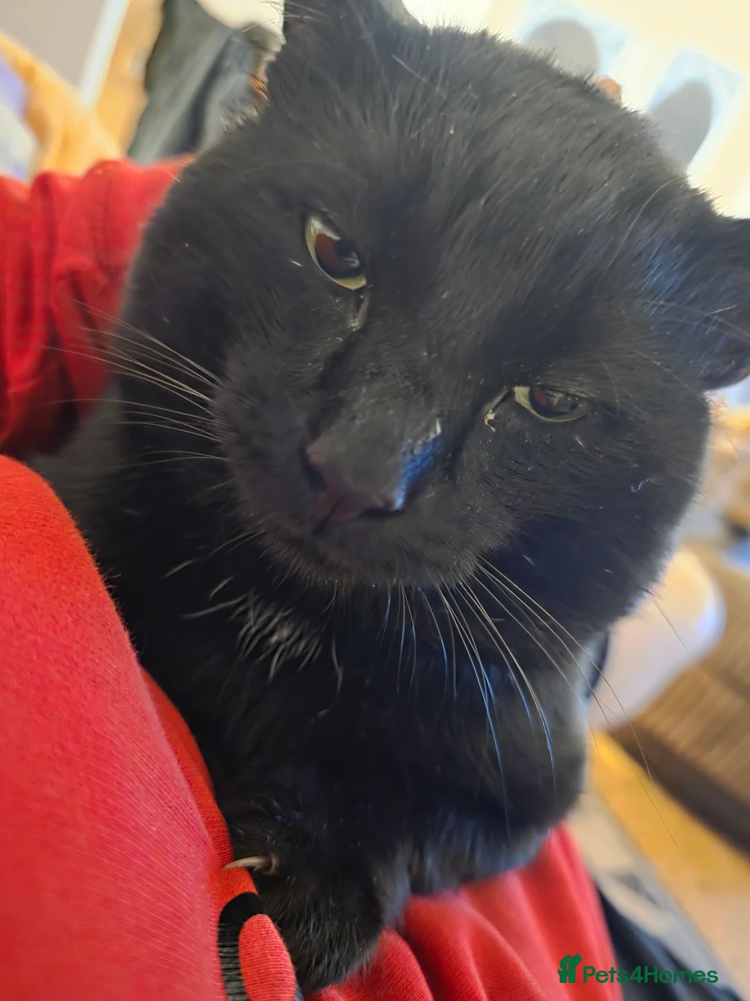 Domestic Shorthair cats for sale: 2 domestic shorthair cats, brothers, 3 years old - Advert 2