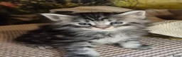 Maine Coon cats for sale: MAINE COON KITTENS in Wigton - Advert 8