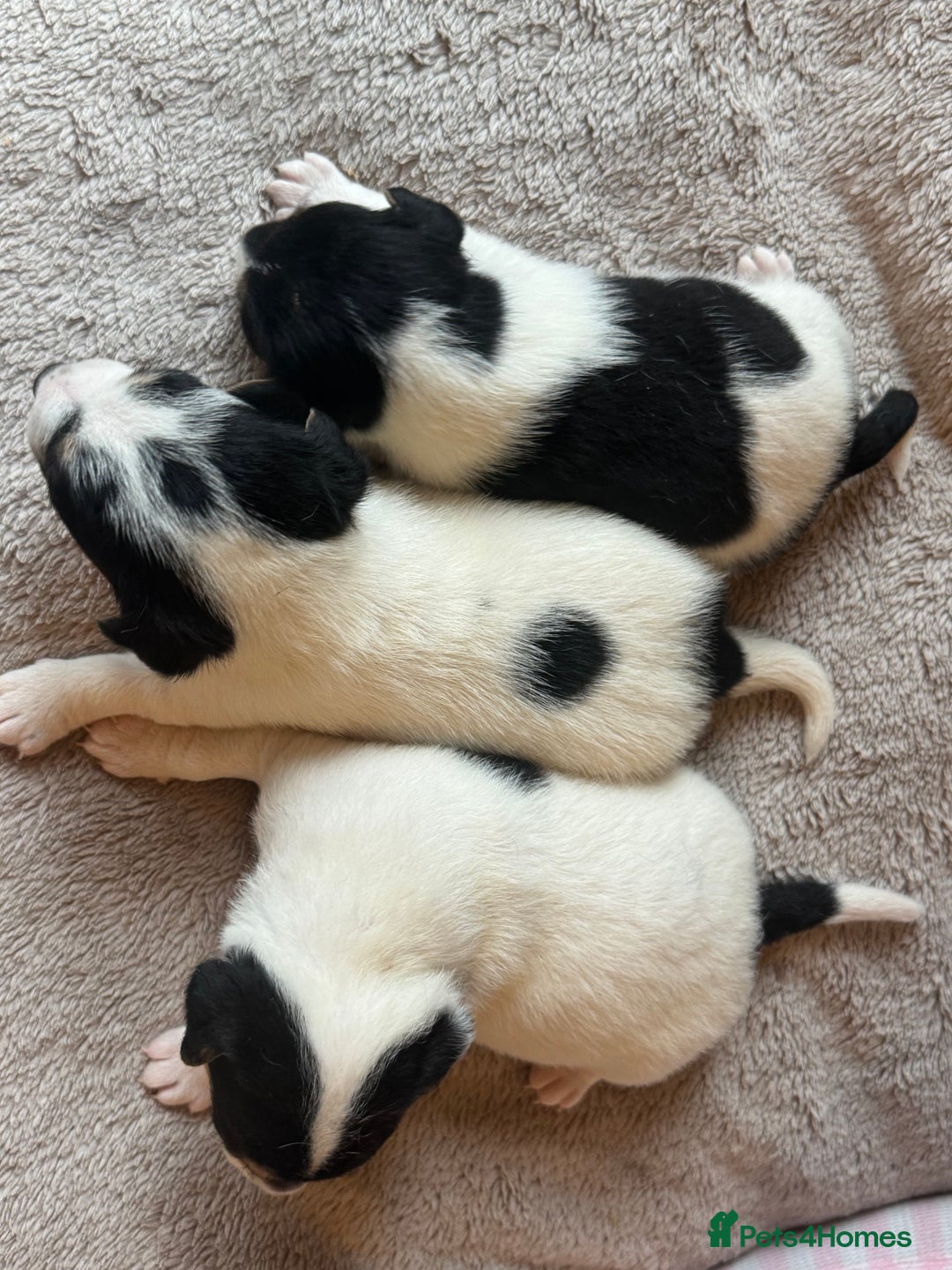 Jack Russell dogs for sale: Jack Russel terriers 3 - Advert 7