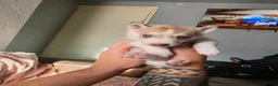 Siberian Husky dogs for sale: Siberian husky - Advert 3